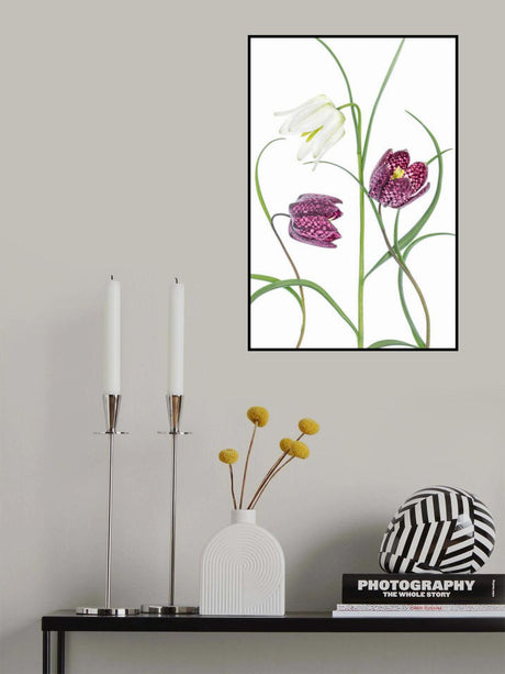 Snakes head Fritillary Poster och Canvastavla