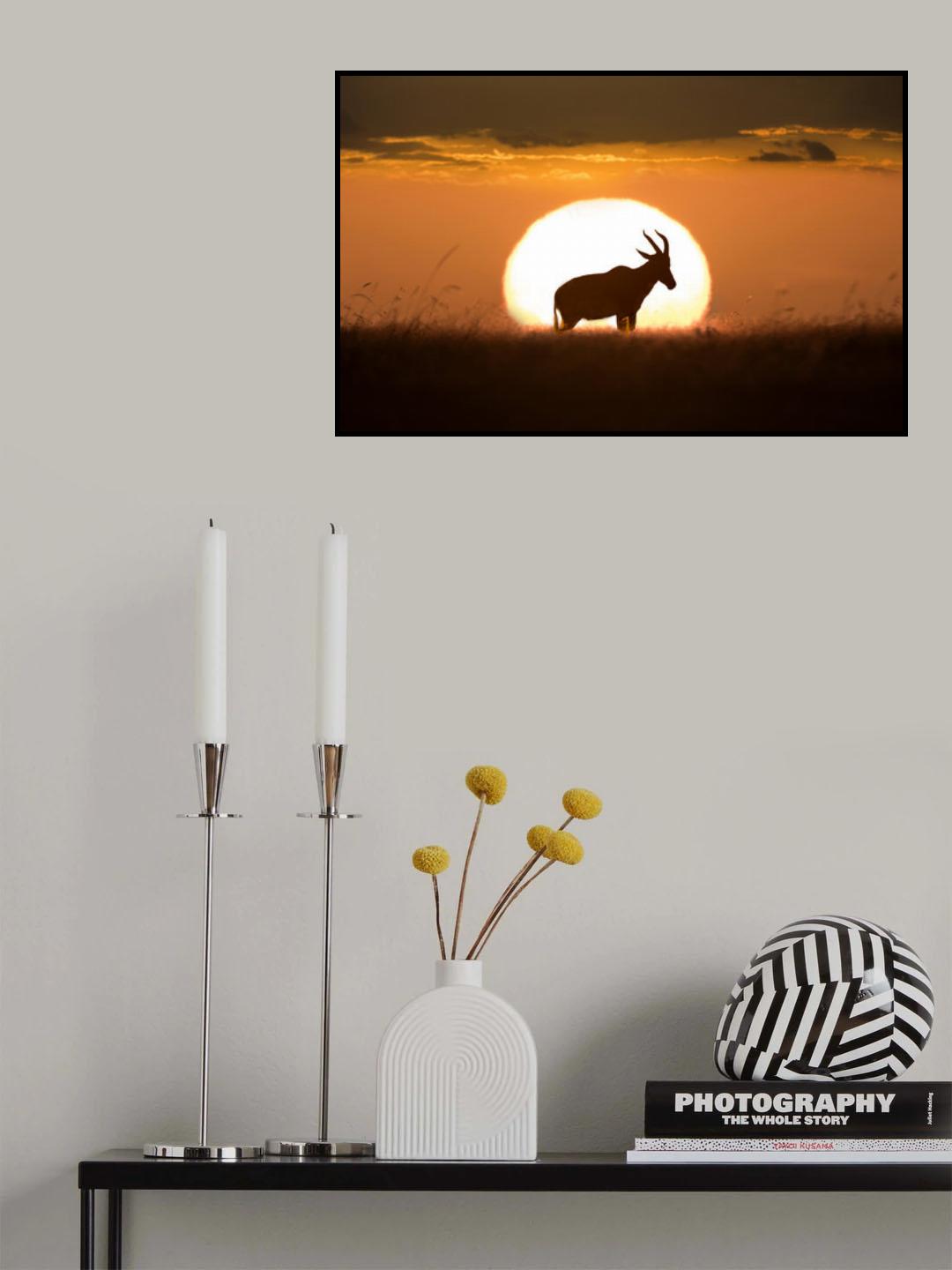 Topi at sunrise Poster och Canvastavla