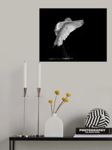 Portrait of A Great White Egret Poster och Canvastavla
