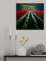 Tulip Garden Poster och Canvastavla
