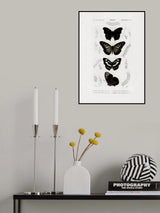 Collection of Butterflies 01 Poster och Canvastavla
