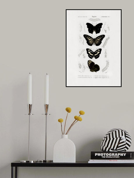 Collection of Butterflies 01 Poster och Canvastavla