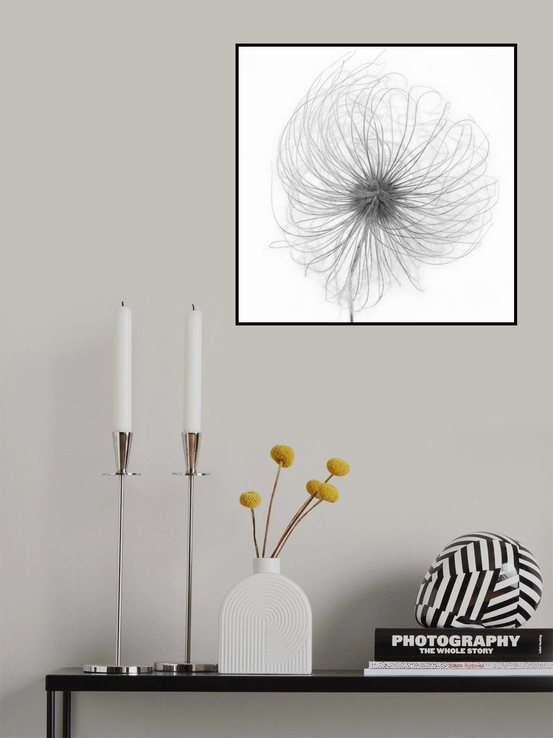 Fluffy seed head Poster och Canvastavla