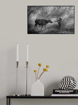Buffalo Herder Poster och Canvastavla