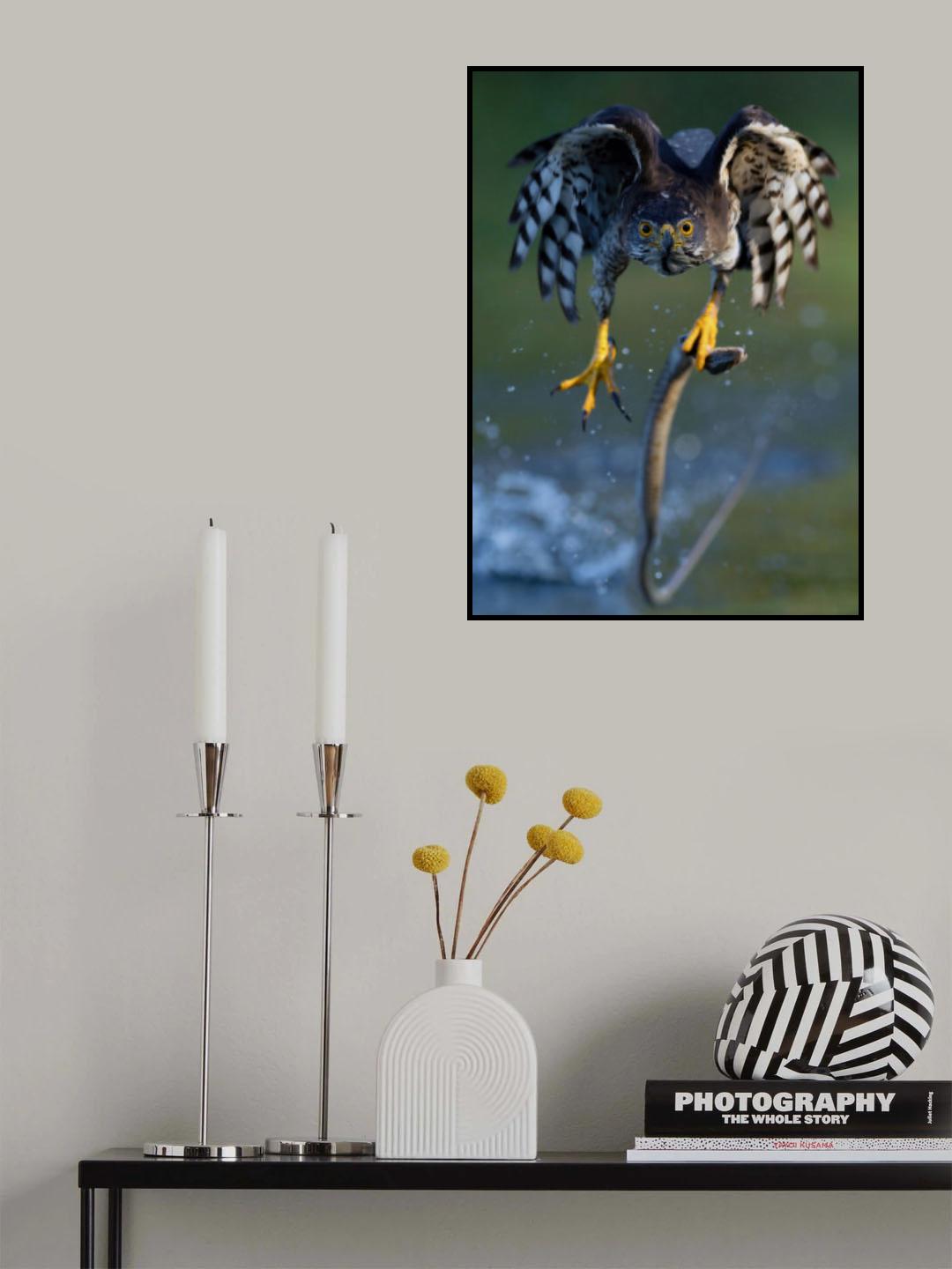 Crested Goshawk Poster och Canvastavla