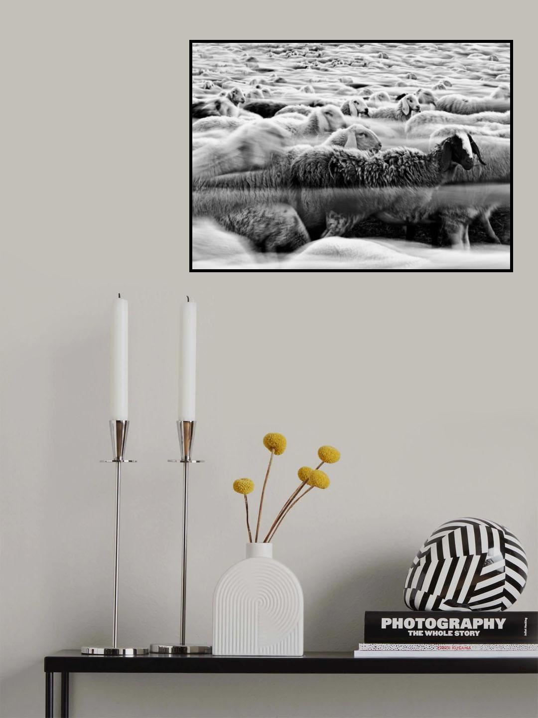 River Sheep || Poster och Canvastavla