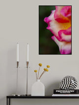 close-up of a rose Poster och Canvastavla