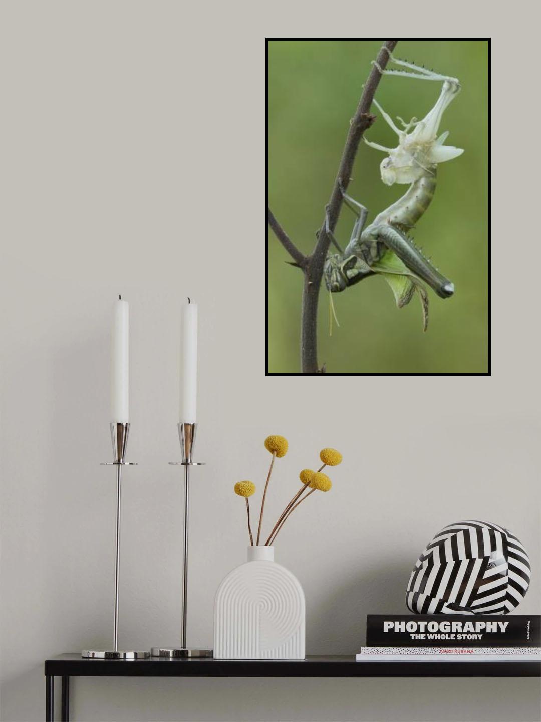 Grasshopper molting Poster och Canvastavla