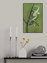 Grasshopper molting Poster och Canvastavla