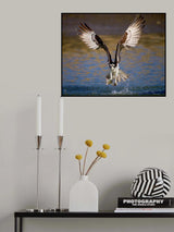 Osprey with catch Poster och Canvastavla