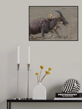 Fight for survival Poster och Canvastavla