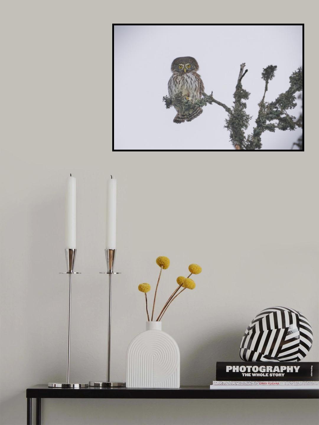 Pygmy Owl. Poster och Canvastavla
