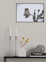 Pygmy Owl. Poster och Canvastavla