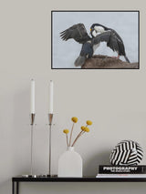 Antarctic Blue-eyed Cormorant Feeding Poster och Canvastavla