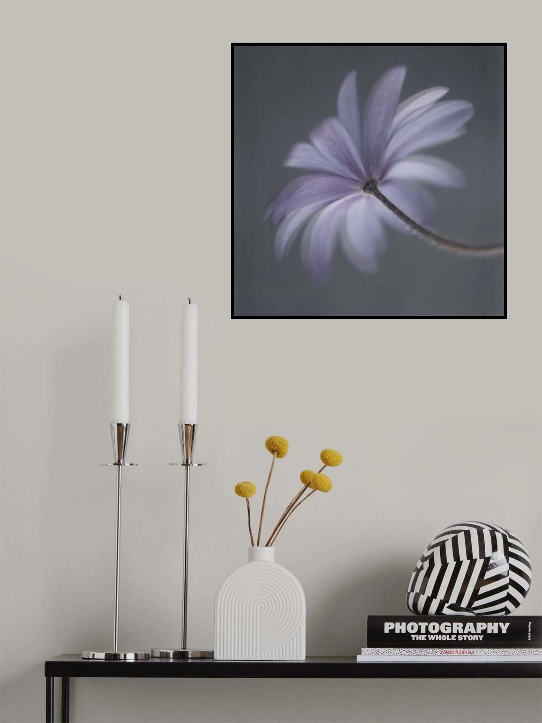 Anemone Blanda Poster och Canvastavla