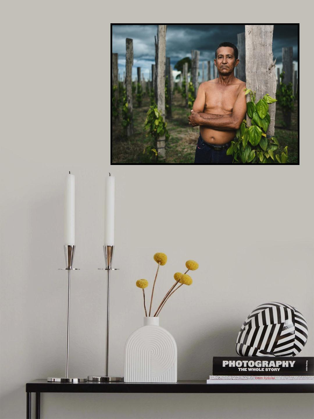 Dedè in his black pepper field. Poster och Canvastavla