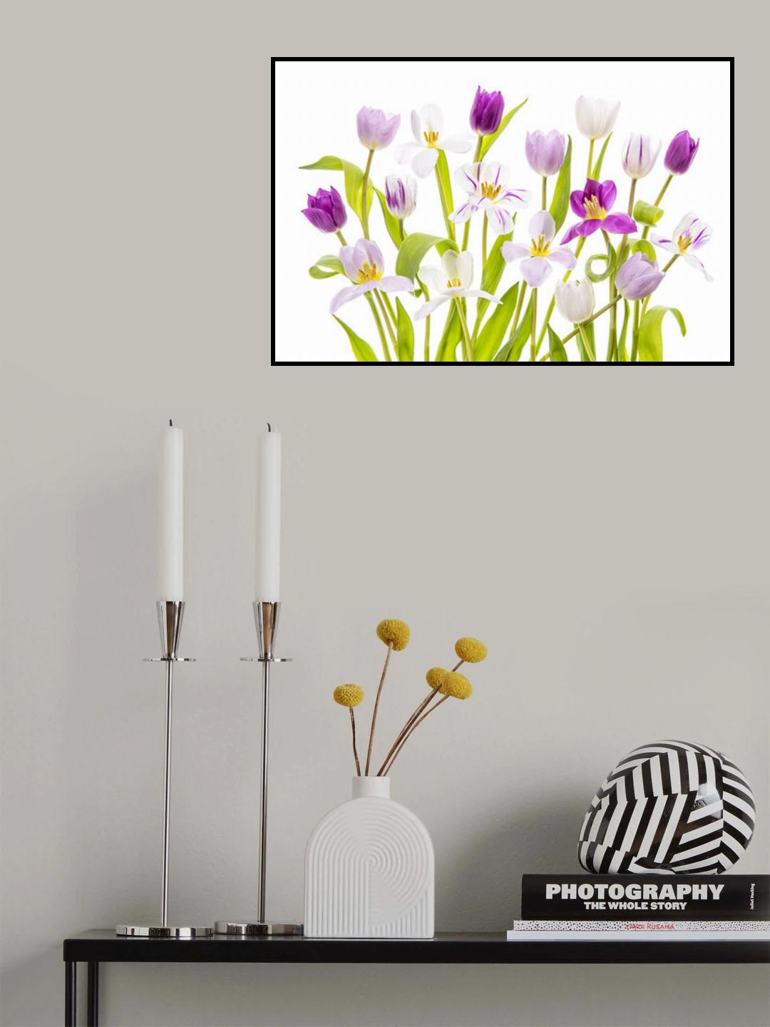 Tulipa Spring Poster och Canvastavla