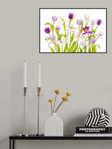 Tulipa Spring Poster och Canvastavla