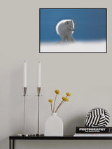 Arctic Fox Poster och Canvastavla