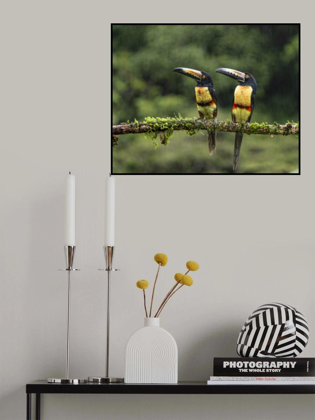 Collared Aracaris in the rains Poster och Canvastavla