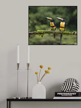 Collared Aracaris in the rains Poster och Canvastavla