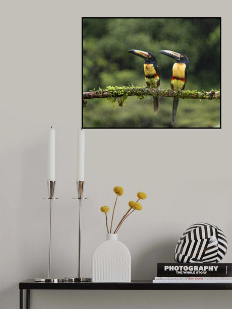 Collared Aracaris in the rains Poster och Canvastavla