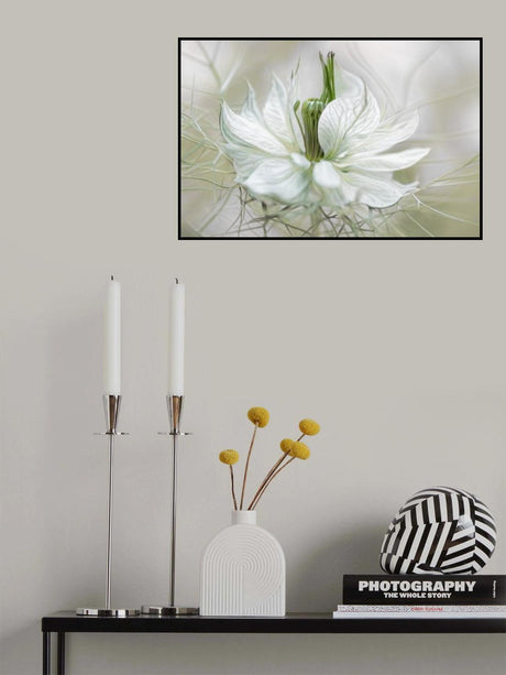Nigella Poster och Canvastavla