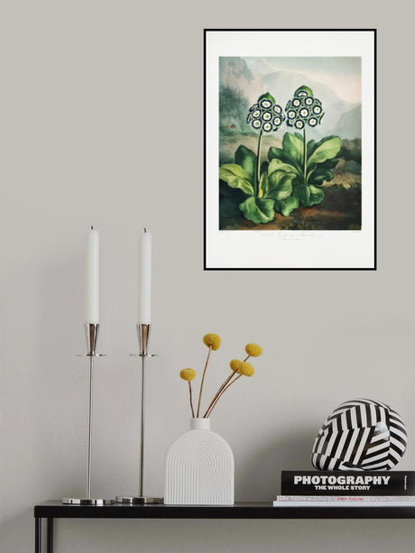 A Group of Auriculas from The Temple of Flora 2 (1807) Poster och Canvastavla