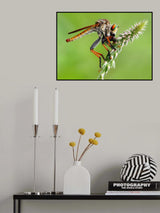 Wildlife Poster och Canvastavla