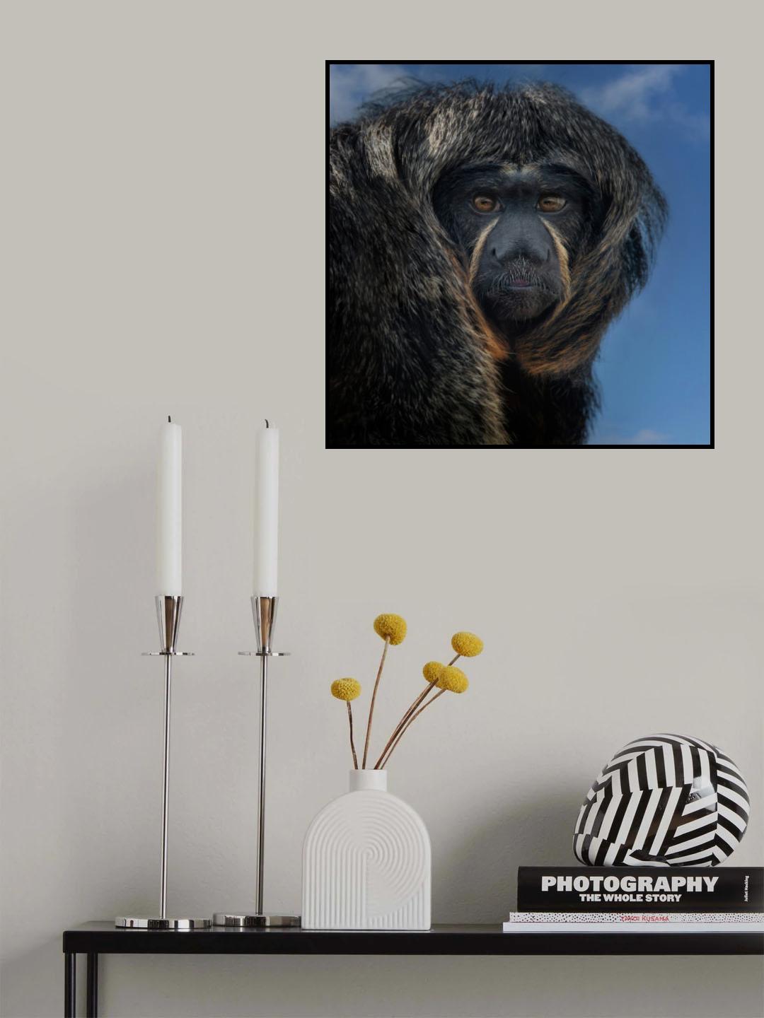 White-Faced Saki - Pithecia Pithecia Poster och Canvastavla