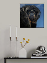 White-Faced Saki - Pithecia Pithecia Poster och Canvastavla
