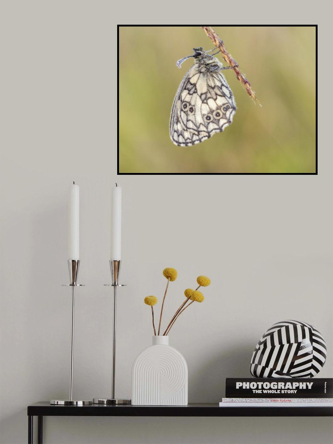 Marbled white (Melanargia galathea) Poster och Canvastavla