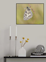 Marbled white (Melanargia galathea) Poster och Canvastavla