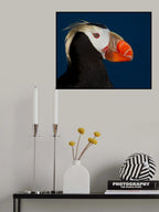 Tufted Puffin Poster och Canvastavla