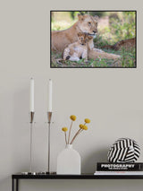Silly Kitty Poster och Canvastavla