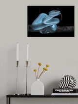 Venomus Blue Viper Snake Poster och Canvastavla