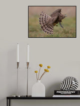 Hawk Poster och Canvastavla