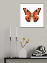 Butterfly 39 Poster och Canvastavla