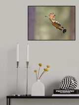 Hoopoe - Missile Poster och Canvastavla