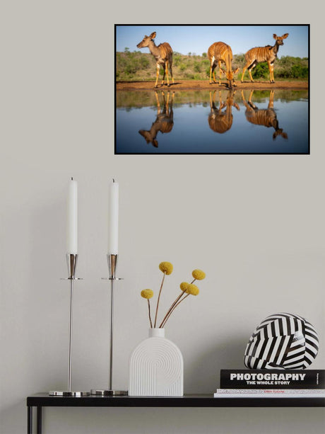 Watering hole Poster och Canvastavla