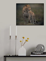 Spots Poster och Canvastavla
