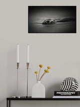 Curious Poster och Canvastavla