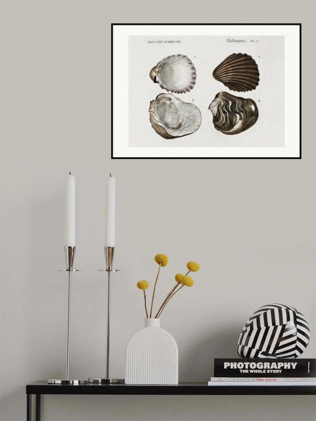 Sealife III Poster och Canvastavla