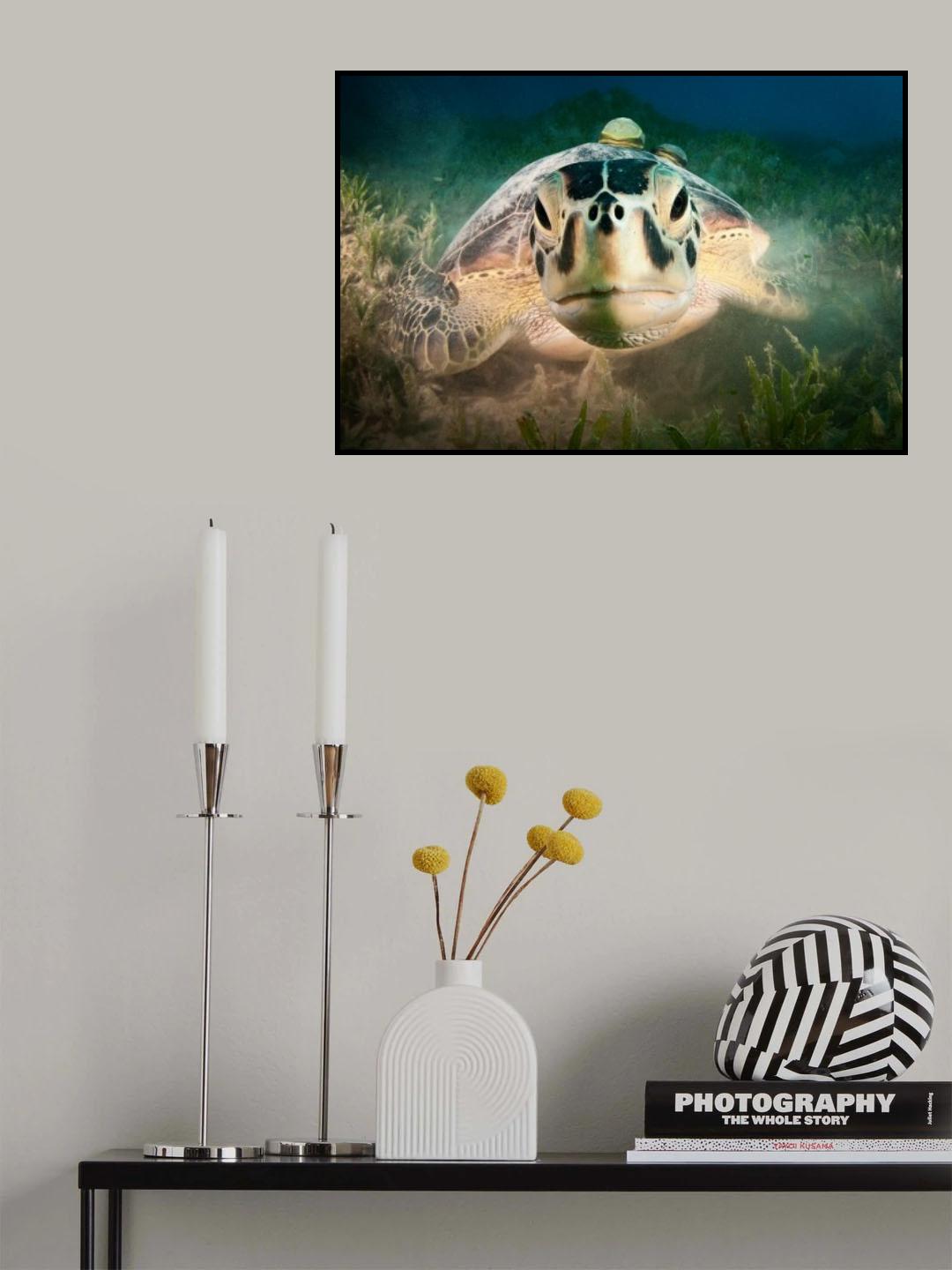Green Turtle (Chelonia mydas) Poster och Canvastavla