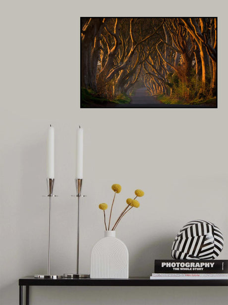 The Dark Hedges in the Morning Sunshine Poster och Canvastavla