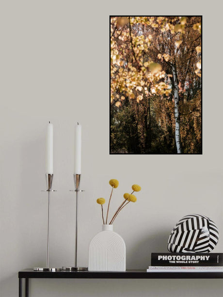 Autumn Birch Tree Poster och Canvastavla