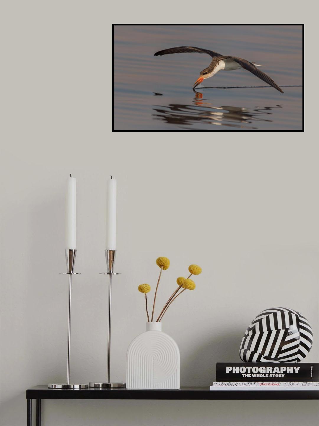Skimmer fishing Poster och Canvastavla