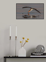 Skimmer fishing Poster och Canvastavla