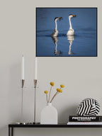 Early Morning Performing - Western Grebes Weed Celebration Poster och Canvastavla