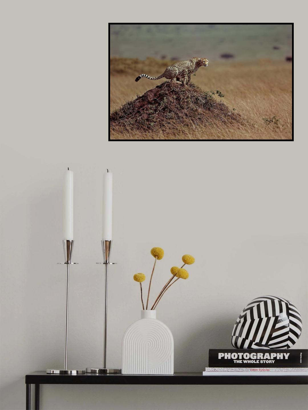 Cheetah Poster och Canvastavla